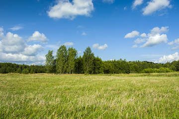Obraz premium Wild meadow, forest and clear sky