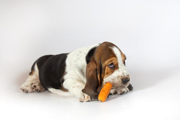 Basset hound puppy eats a carrot on a white background