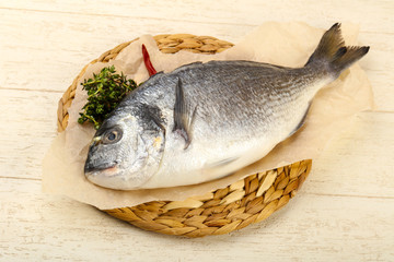 raw dorada fish