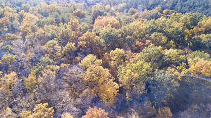 Aerial view of the forest with trees covered with yellow foliag
