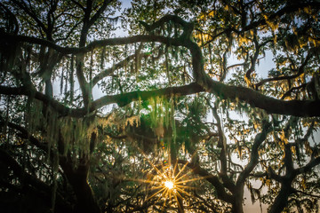 Live Oak Tree with Quercus virginiana and Spanish Moss at sunset