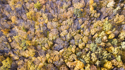 Aerial view of the forest with trees covered with yellow foliage, top view