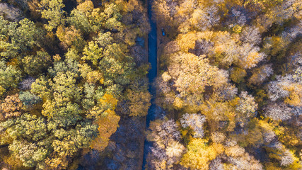 View of the road at forest with trees covered yellow foliage