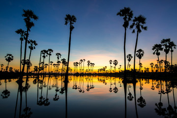 Obraz premium beautiful sunset reflection of silhouettes Palm tree , landscape thailand