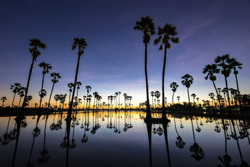 Obraz premium beautiful sunset reflection of silhouettes Palm tree , landscape thailand