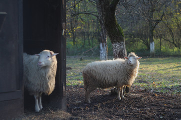 two sheep are standing near the barn