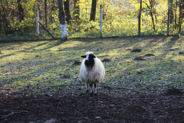 A sheep stands in a pen, against a background of nature