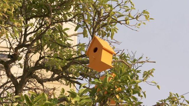 Yelow Wooden Bird House On the tree