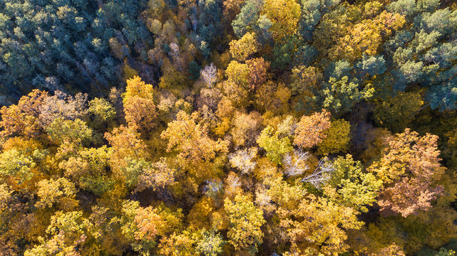 Aerial view of the forest with trees covered with yellow foliage, top view