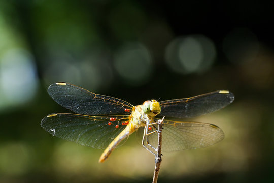 Macro shots, Beautiful nature scene dragonfly. Showing of eyes and wings detail. Dragon fly in the nature habitat using as a background or wallpaper.