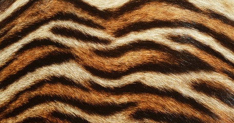 Fototapeta na wymiar tiger texture background