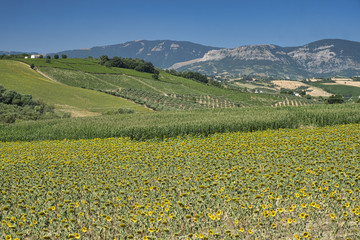 Fototapeta na wymiar Landscape near Loreto Aprutino (Abruzzi) at summer