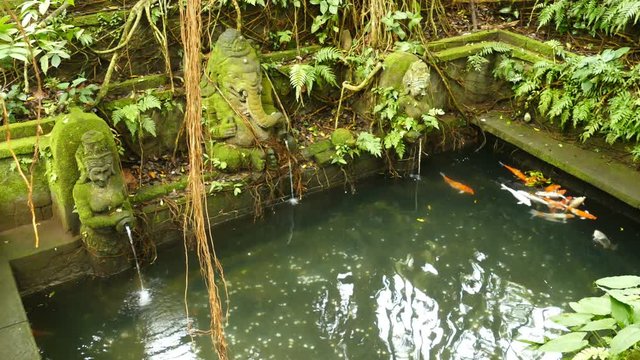 Ancient pond with koi carp in forest of Ubud, Bali