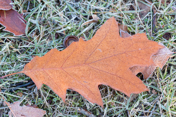 Eichenblatt auf gefrorener Wiese