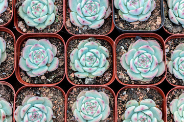 succulent plants in pots in a row