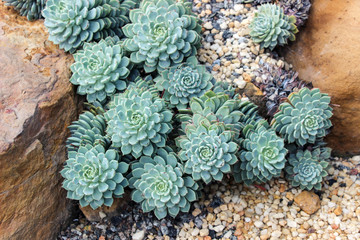 green succulent plants growing in sand stone