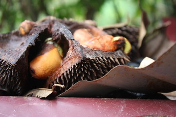  new shoots durians fruit