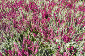 Calluna Vulgaris plants.