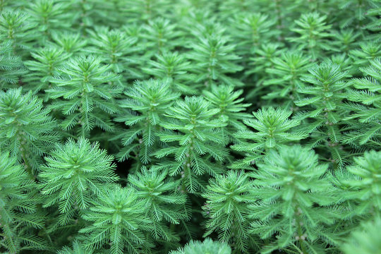 green whorled watermilfoil plants(Myriophyllum verticillatum) in garden 