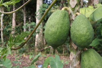  young papaya fruit