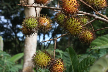 Obraz premium unique fruit called rambutan