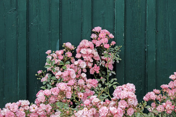 Fototapeta na wymiar pink rose bushes with dark green wooden wall in garden
