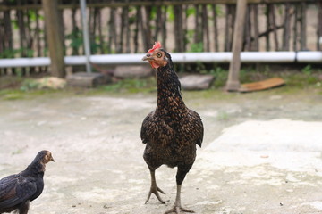  hen