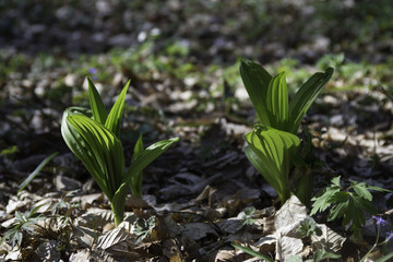young forest_13