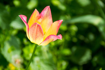 Beautiful tulip on flowerbed in garden