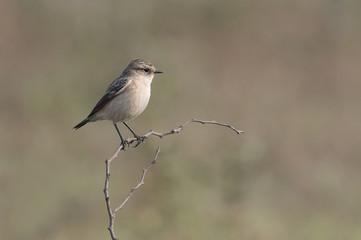 Portrait of Female Stonechat Sitting on a Branch