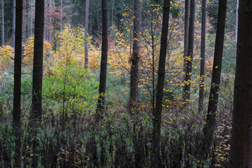 forest in fall