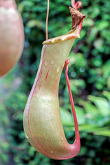 close up of nepenthes plant (tropical pitcher plant) in garden 