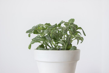 green fittonia plant in white pot - Powered by Adobe