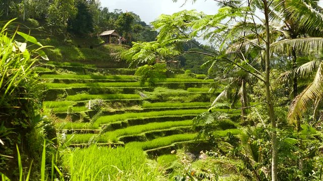 Desa Pakraman rice terrace near Ubud, Bali, Indonesia