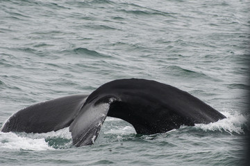 Whale tail splash/Humpback whale diving in the Arctic sea and showing its tail  in an Icelandic fiord during a boat cruise from Husavik.