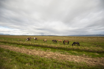 Horses herd in Iceland/Icelandic horses herd pasturing the open fields under the clouded heavy sky. 