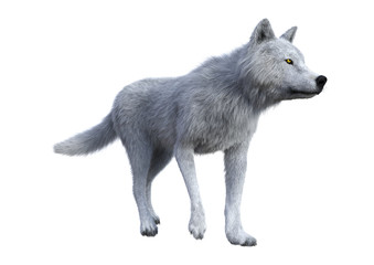 3D Rendering Arctic Wolf on White