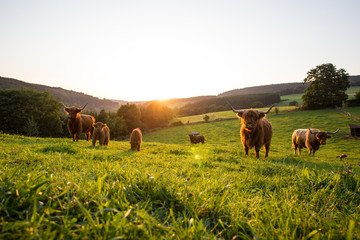 Hochlandrinder Sauerland Natur Wiese Sonnenuntergang Kuh