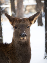 Portrait Roe deer of winter among trees. Snow on the nose. Cute look.