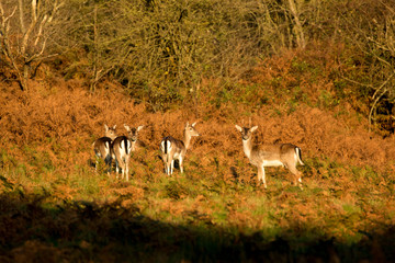 group of roe deer in autumn bracken 
