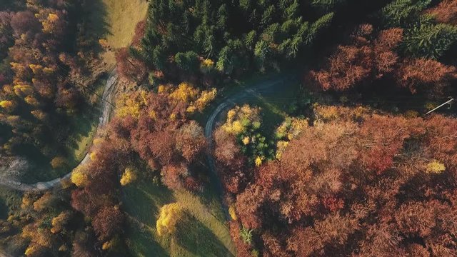 Autumn Forest Road