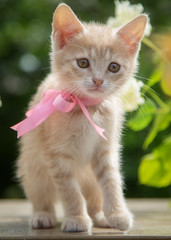 Obraz premium Little kitten in a park with flowers