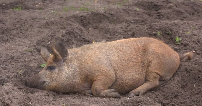 Red Mangalitsa or wooly pig sound asleep in mud.  A pig in the mud is a happy pig. Free-range, outdoors, they have a decent life.