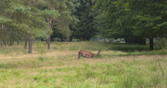 Red Deer (cervus elaphus) dominant stag foraging in open forest. Adult Red Deer usually stay in single-sex groups for most of the year, coming together for mating in September or October