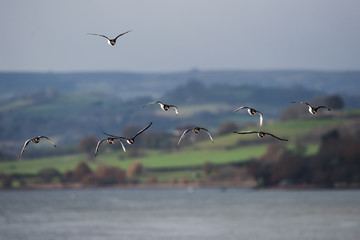 Eurasian Oystercatcher, Haematopus ostralegus