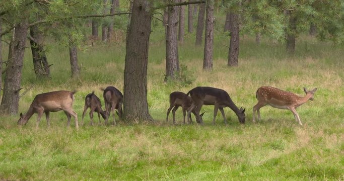 Fallow deer forage under a tree in open forest, melanistic (black) and a chestnut coloured females with yearlings and fawns.