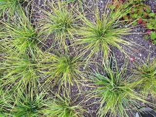 Green exploding stars