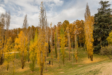 Fototapeta premium Madrid West Park with trees tinted by autumn colors