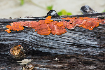 Orange wild mushroom growing on tree trunk, Thailand beach