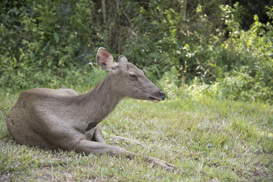 head of brow-antlered deer